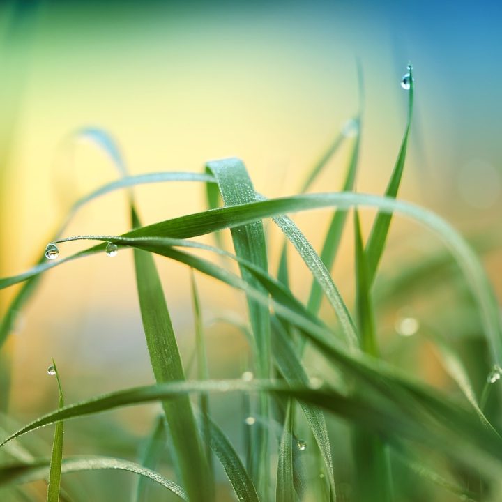 grass, plant, meadow-3274686.jpg